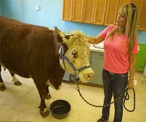 cow who never eats grass