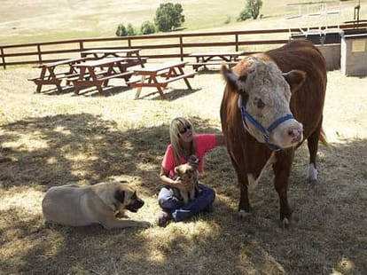 cow who never eats grass