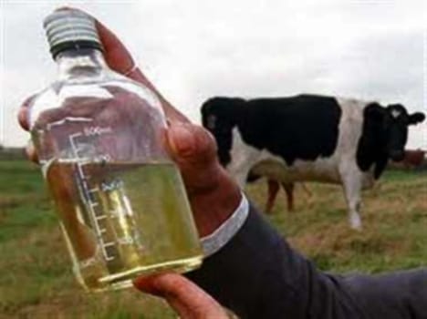 women earn money from cow urine