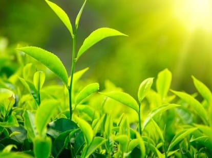 discussion on politics increase sale of tea