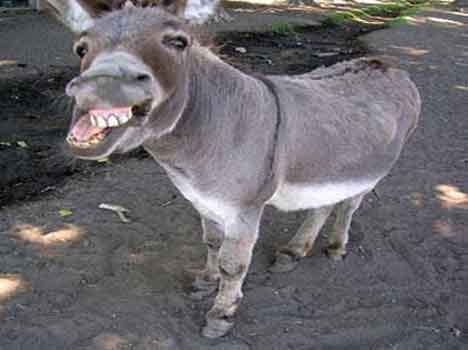 animal auspicious sign 