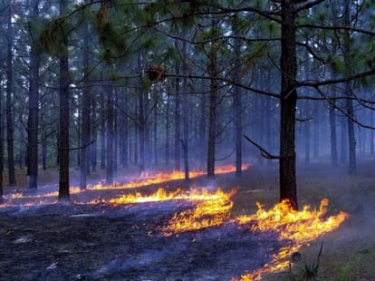 uttarakhand forest caught fire