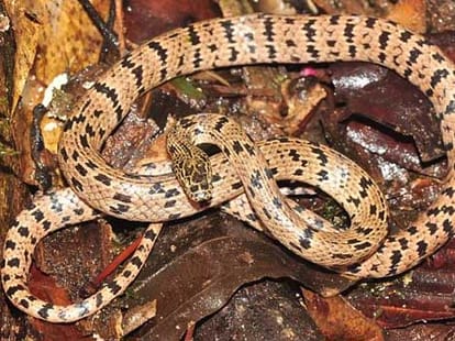 wolf snake found in cambodia