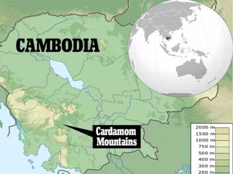 wolf snake found in cambodia