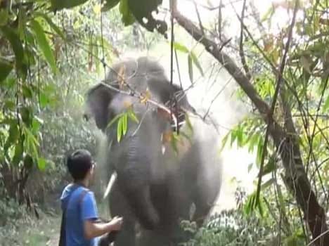 man stopped elephant in its way to kill people