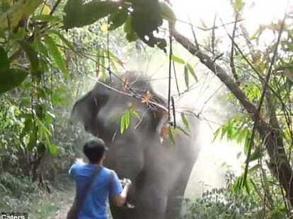 man stopped elephant in its way to kill people