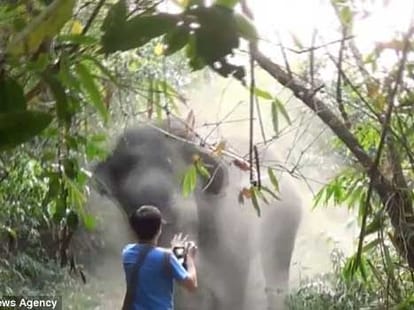 man stopped elephant in its way to kill people