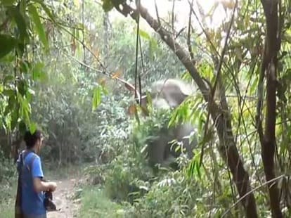 man stopped elephant in its way to kill people