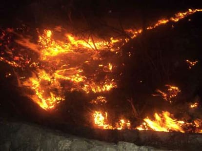 Pine tree will be cut in uttarakhand