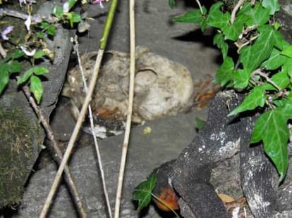 uttarakhand disaster skeleton in kedarnath