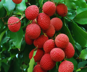 'Litchi no cause for AES'