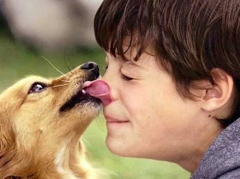 kissing pets can cause antibiotic resistance