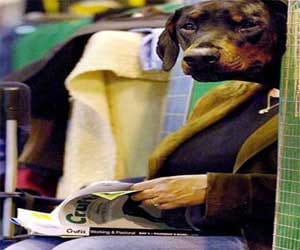 Guidelines to Sold Pets, Must Read before selling pets