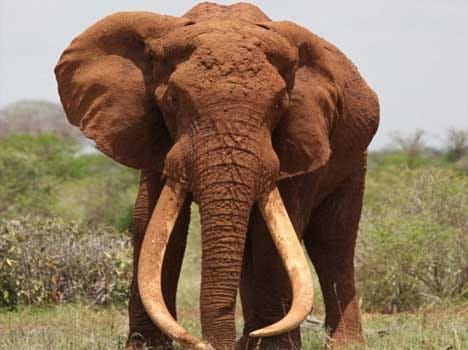 elephant whose tusks touch the ground