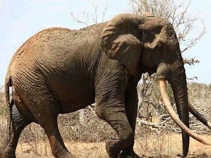 elephant whose tusks touch the ground