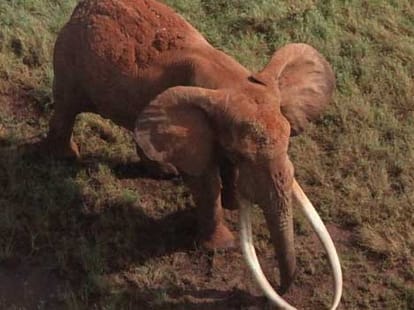 elephant whose tusks touch the ground