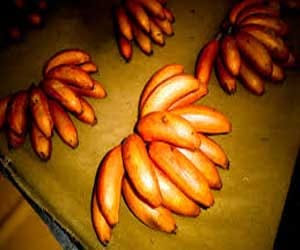 new orange banana developed