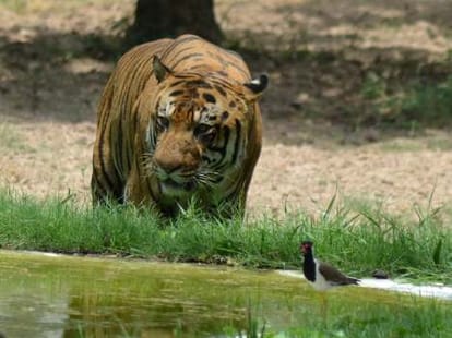high alert as tiger enters lucknow