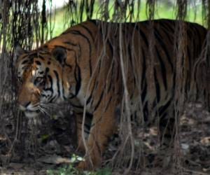 tiger alert in lucknow.