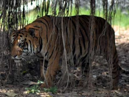tiger becomes big tension for lucknow.