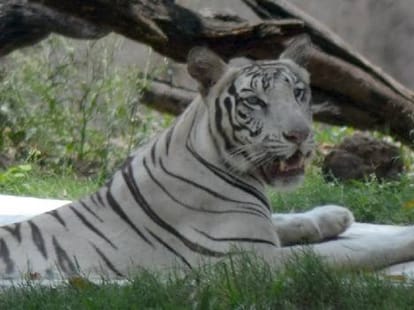 To Meet Bangal Tiger, Reach at Chhatbir Zoo