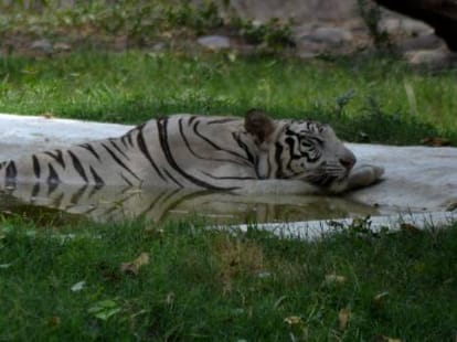 To Meet Bangal Tiger, Reach at Chhatbir Zoo