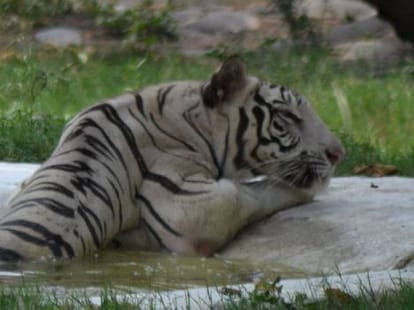 To Meet Bangal Tiger, Reach at Chhatbir Zoo