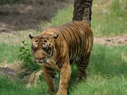 high alert as tiger enters lucknow
