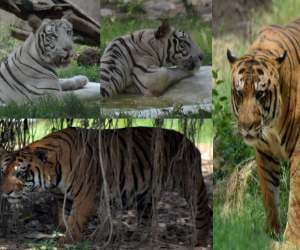 asia bigest zoo in chandigarh chattbir zoo
