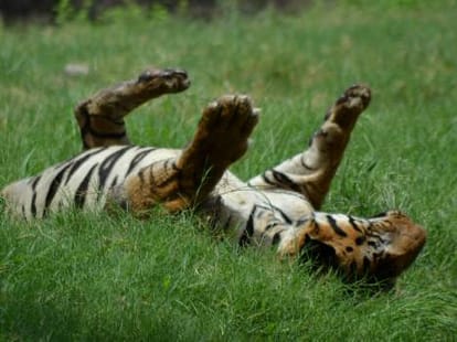 high alert as tiger enters lucknow
