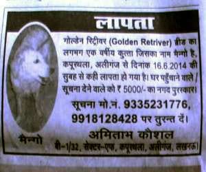 missing mango creates buzz in lucknow