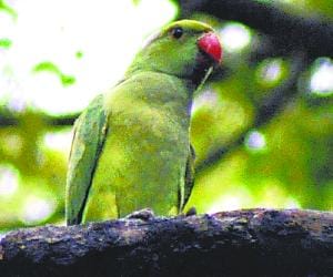 To See Colorful Birds, Visit to Parrot Garden Chandigarh