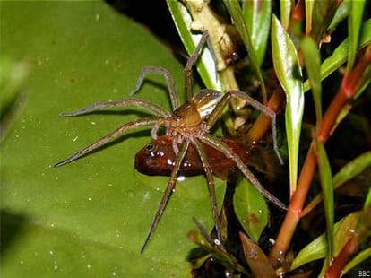 this spider likes eating fish