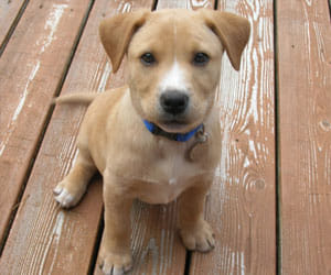 puppy theft in marriage