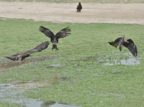a flock of migratory birds come to kashmir