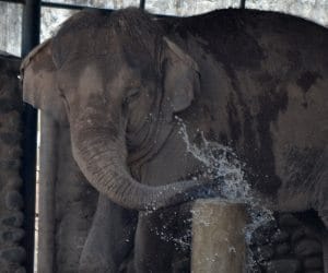 Come chhatbir Zoo to Meet Female Elephant 'Maya'