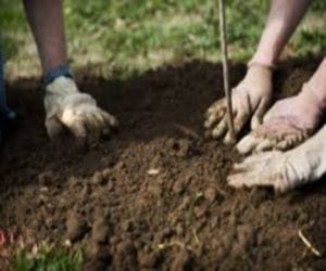 fifa hindi news: 1111 new trees for each goal