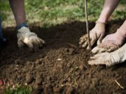 fifa hindi news: 1111 new trees for each goal