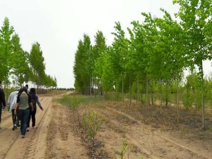 do tree plantation earn money