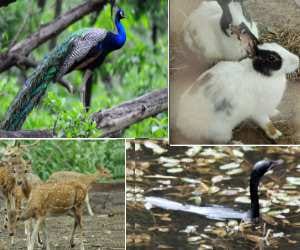 Picnic Spot: Sukhna Wild Life Sanctury
