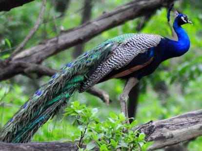 Picnic Spot: Sukhna Wild Life Sanctury