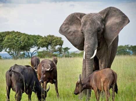 elephant who lives with buffaloes