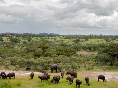 elephant who lives with buffaloes
