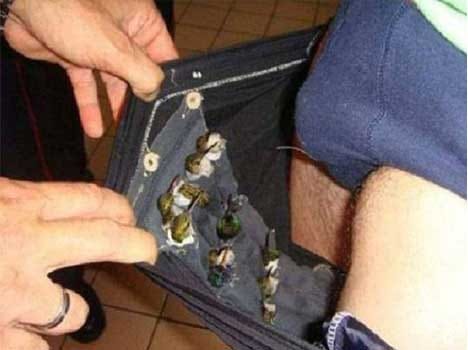 man caught with 66 birds hidden in underwear