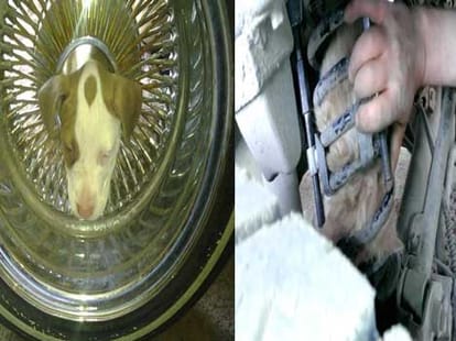 animals stuck inside vehicle's parts