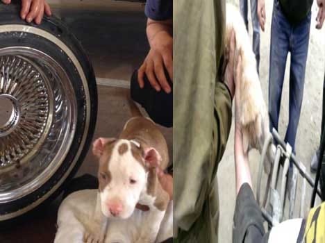 animals stuck inside vehicle's parts