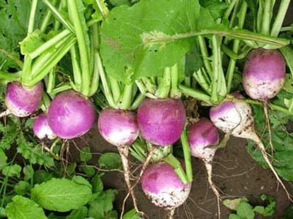 five vegetables that enhance beauty