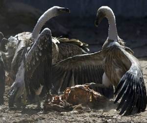 Know About Gidd Birds Love Story