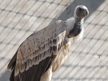 Know About Gidd Birds Love Story