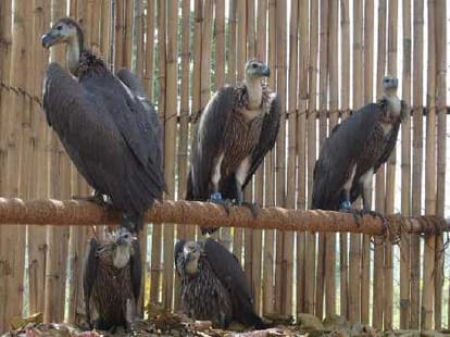 Know About Gidd Birds Love Story
